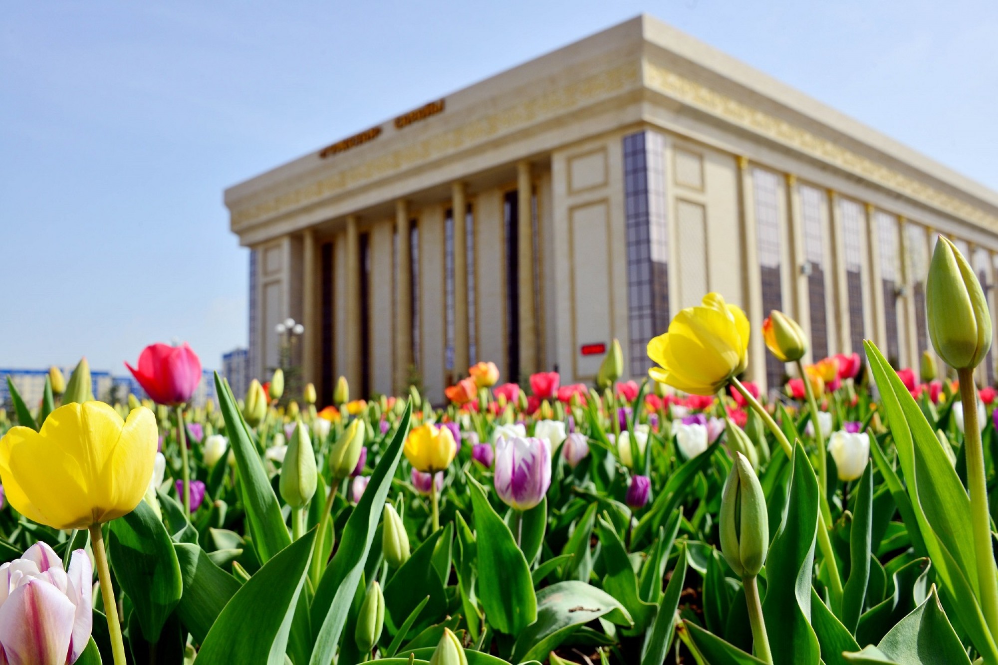 More than million tulips planted in Shymkent
