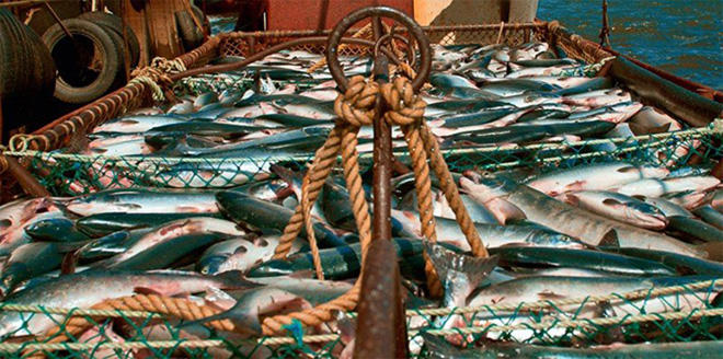 Malaysian company intends to create fish farming cluster in Uzbekistan