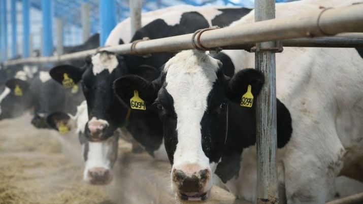 Kazakh Farmers union supports ban on live cattle export