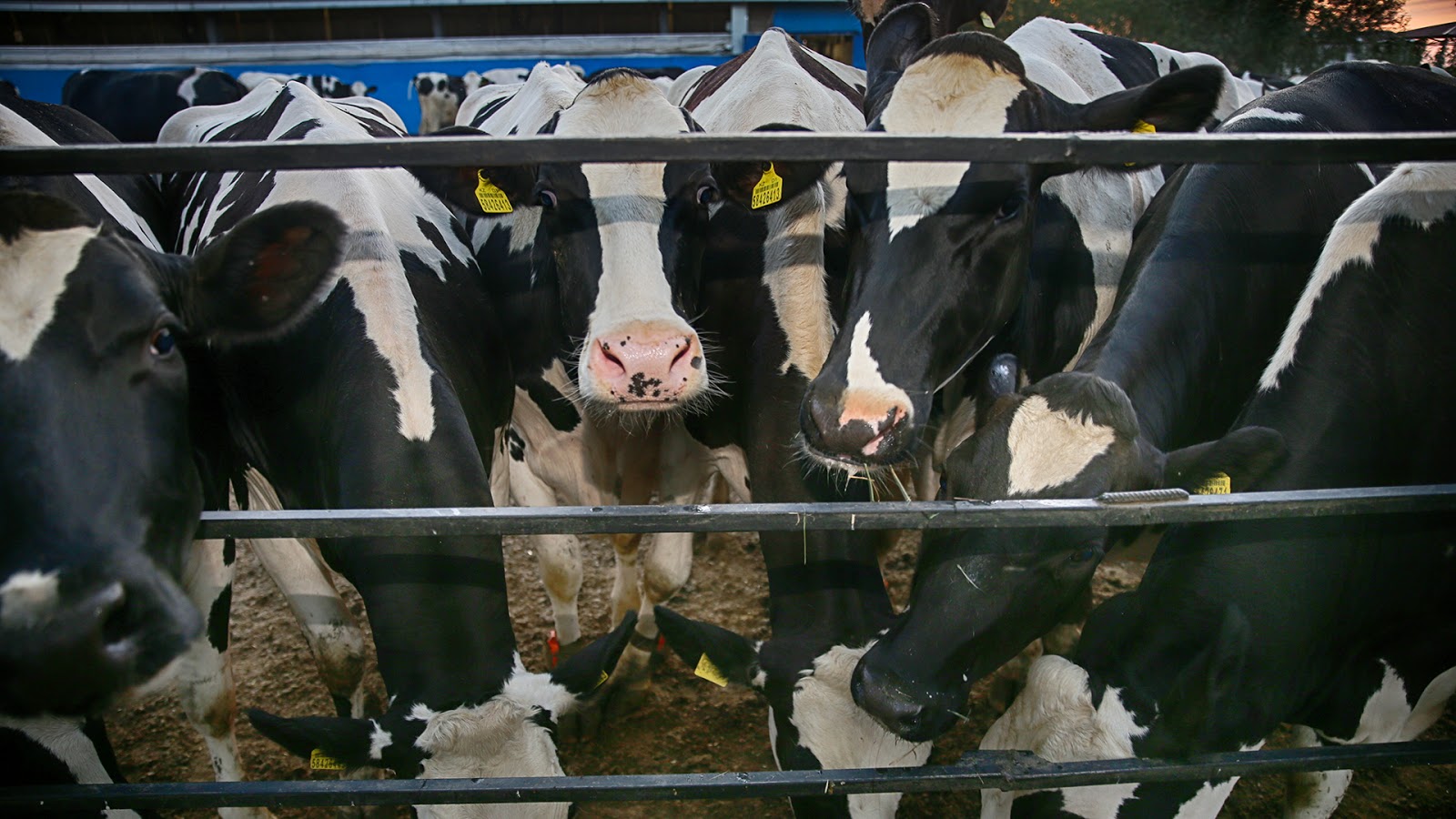 Veterinary requirements: dangerous organisms spread reduced by 25.5% in 2019