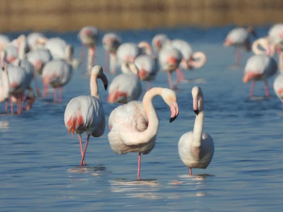 The first flock of flamingos arrive in Aktau
