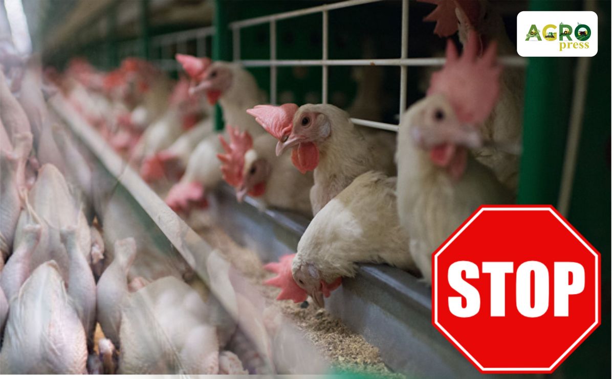 Kazakh Agriculture Ministry restricts poultry meat import from Ukraine
