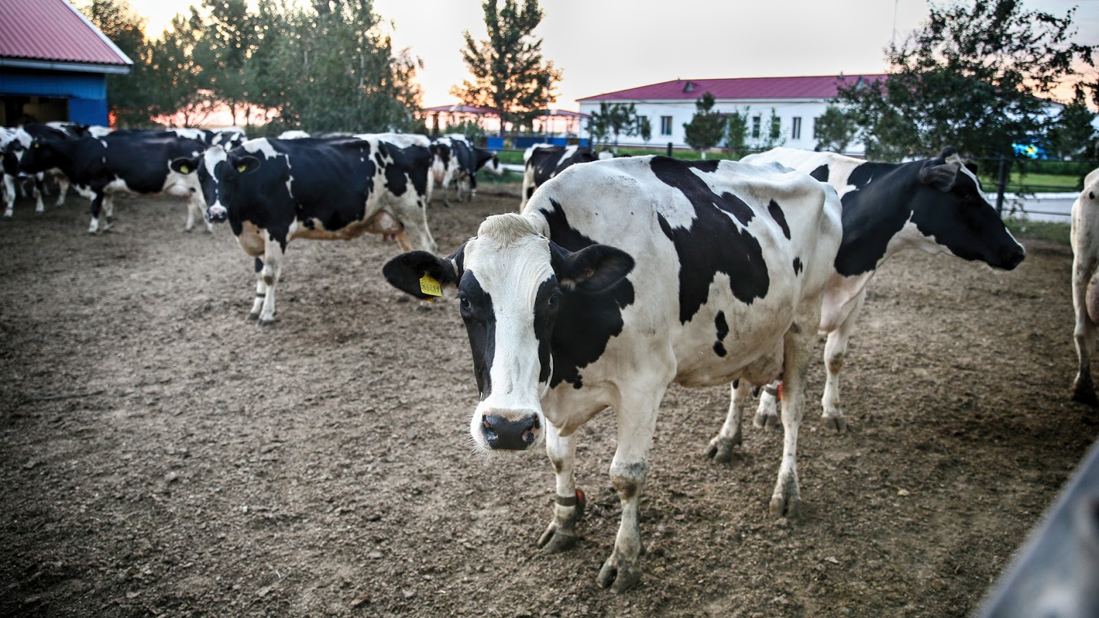 Livestock development: 840 new farms created in cattle breeding in 2019